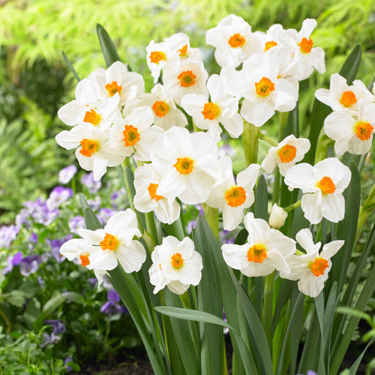 Narcissus - Daffodil Geranium