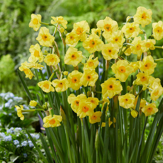 Narcissus - Daffodil Golden Dawn