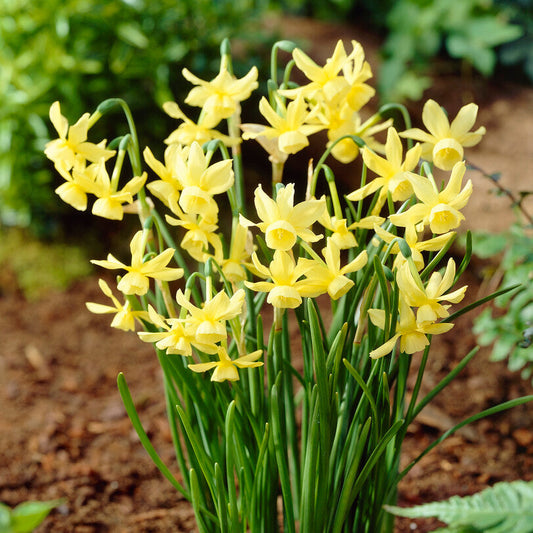 Narcissus - Daffodil Hawera