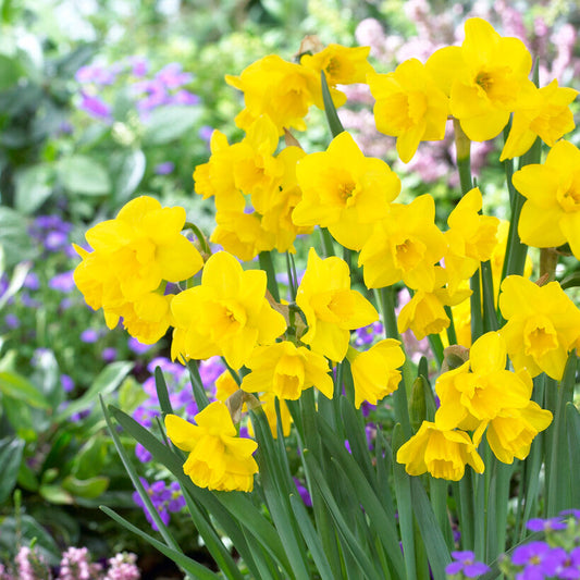Narcissus - Daffodil Quail