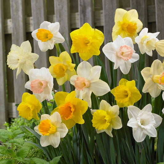 Narcissus - Daffodil Classic Trumpet Mix