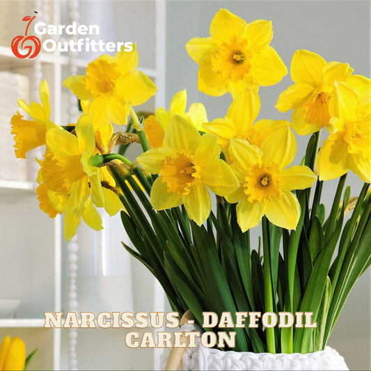 A bouquet of bright yellow daffodils with long green stems in a white textured pot, shown against a softly blurred indoor background. The text 'NARCISSUS - DAFFODIL CARLTON' appears at the bottom, and the Garden Outfitters logo appears in the top left.