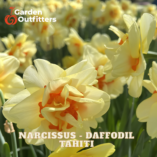 Yellow daffodil flowers with orange centers blooming in a field, with the text 'NARCISSUS - DAFFODIL TAHITI' and a 'Garden Outfitters' logo overlaid on the image.