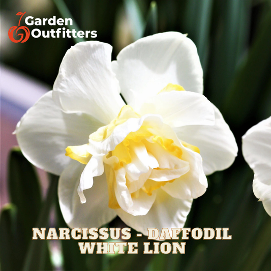 A close-up of a white daffodil flower with a yellow center, shown against dark green foliage. The Garden Outfitters logo appears in the top-left corner, and the text 'NARCISSUS - DAFFODIL WHITE LION' is printed at the bottom.