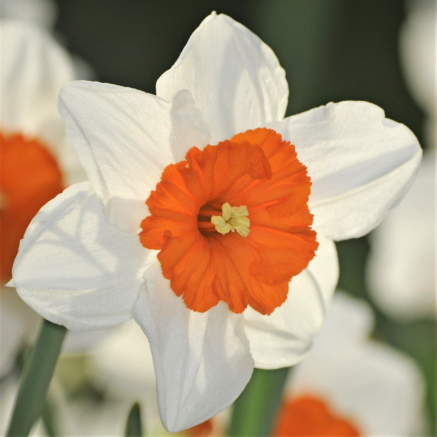 Barrett Browning Daffodil - PreOrder