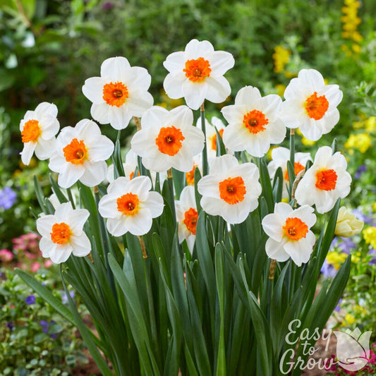 Narcissus - Daffodil Barrett Browning