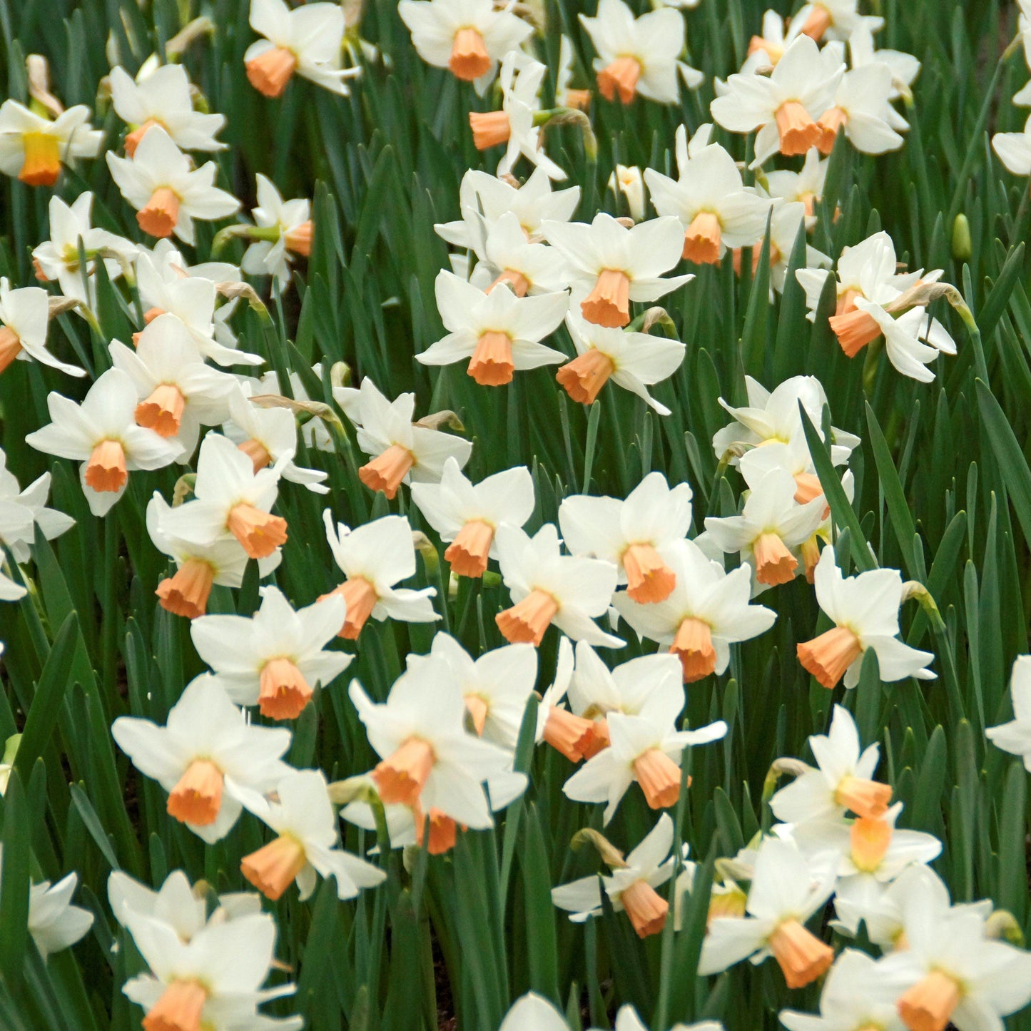 Bell Song Daffodil - PreOrder