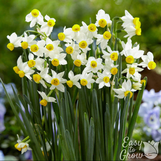 Narcissus - Daffodil Canaliculatus
