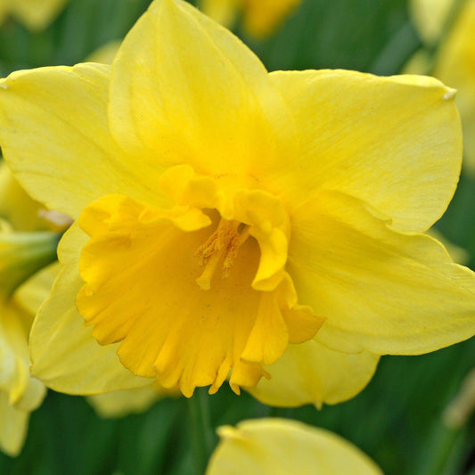 Carlton Daffodil