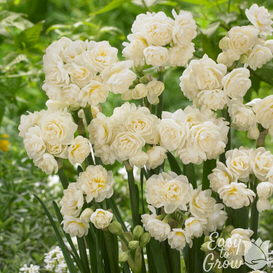 Narcissus - Daffodil Erlicheer