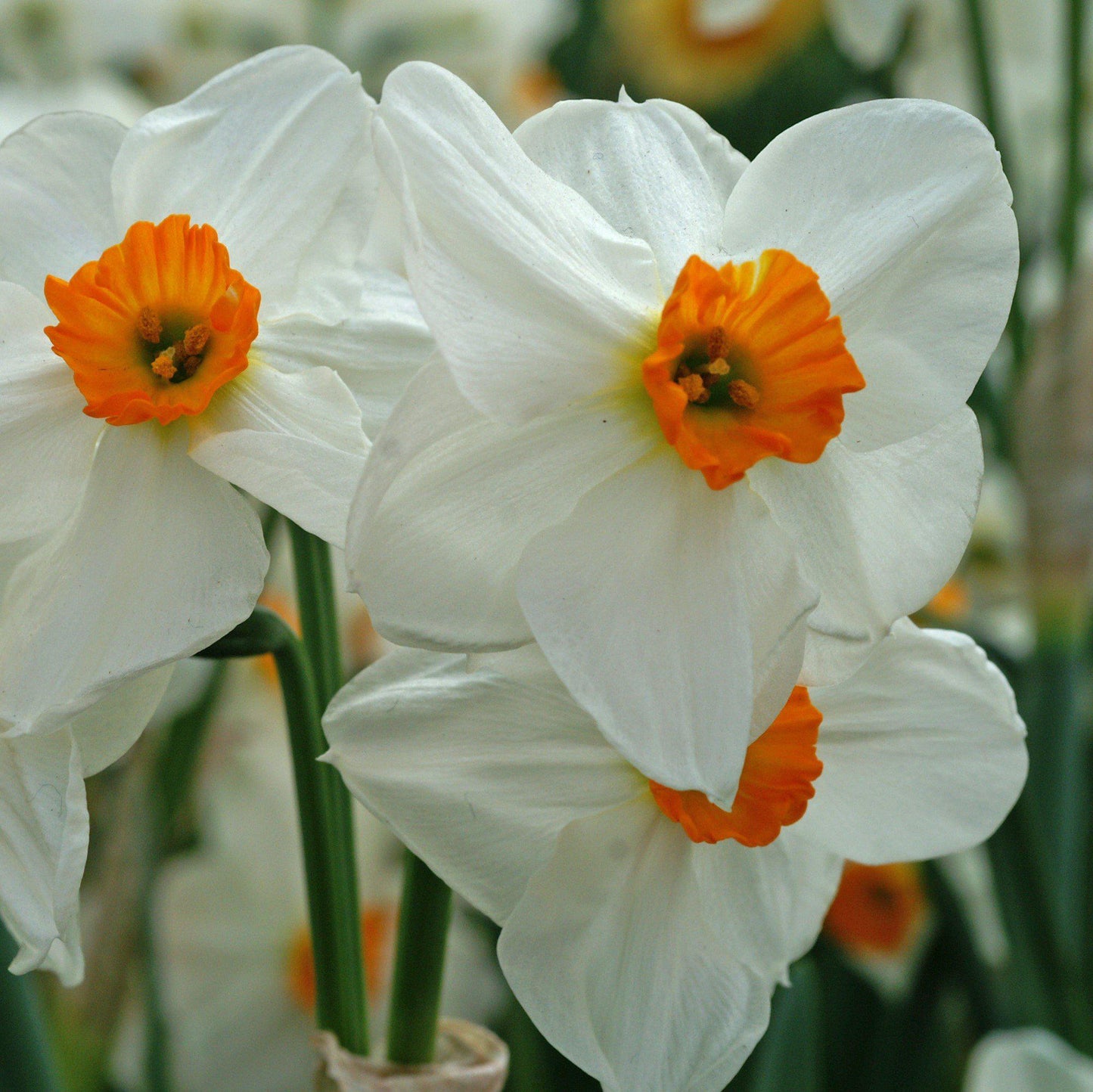 Narcissus - Daffodil Geranium