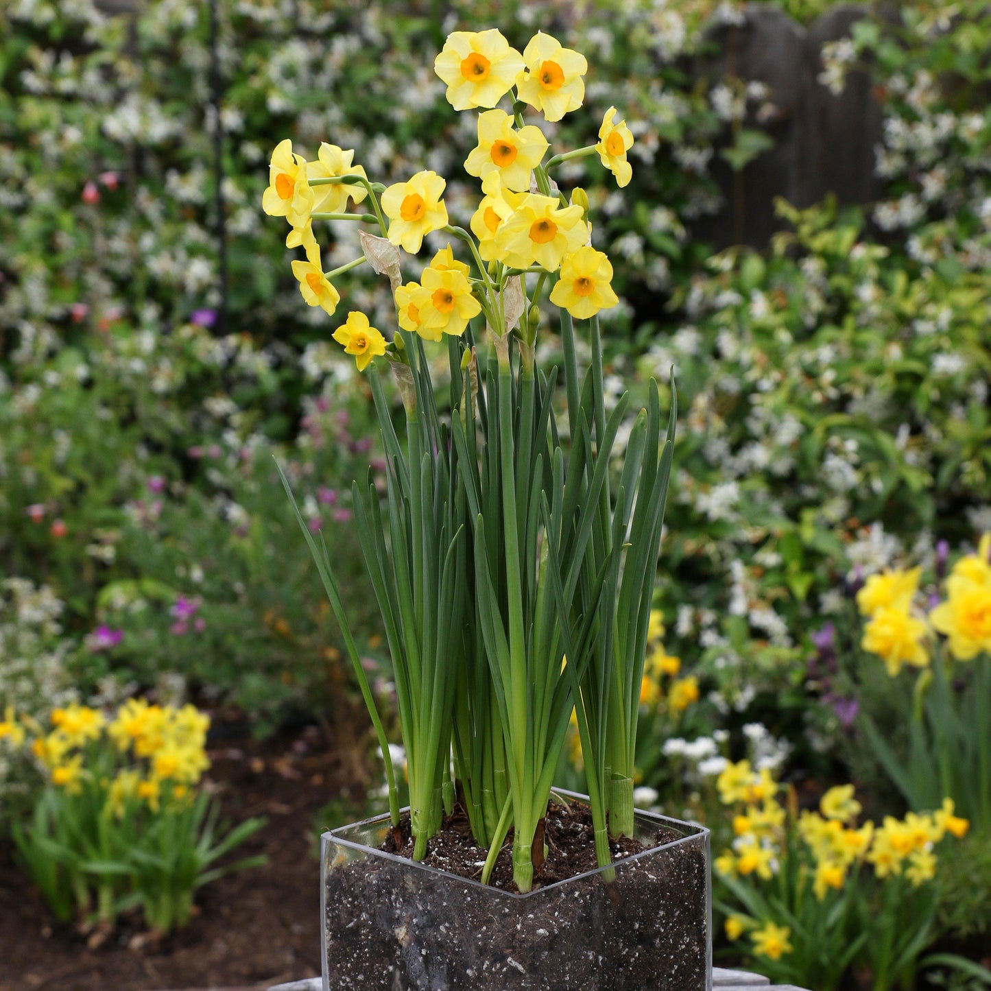 Narcissus - Daffodil Golden Dawn