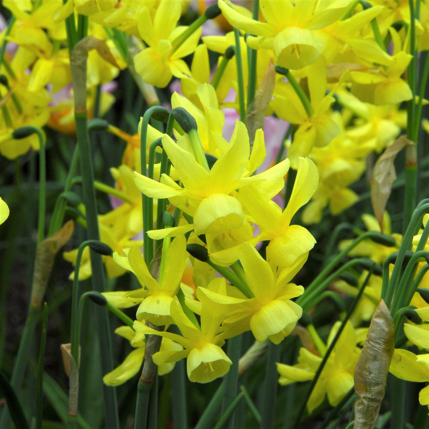 Narcissus - Daffodil Hawera