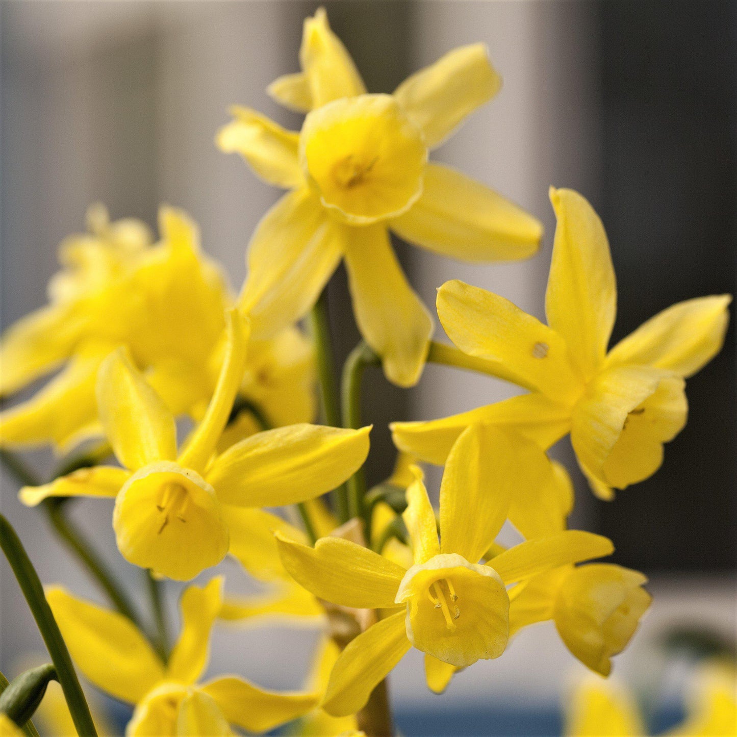 Narcissus - Daffodil Hawera