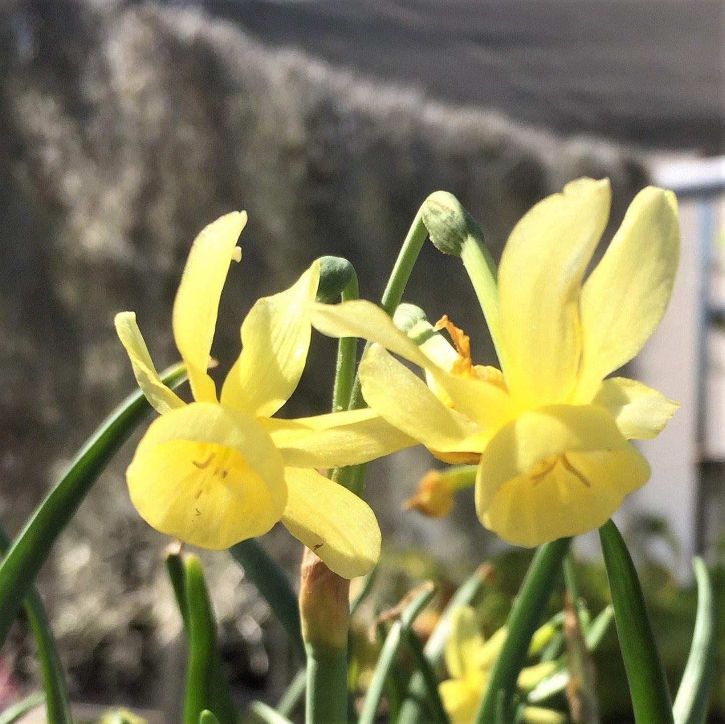 Narcissus - Daffodil Hawera