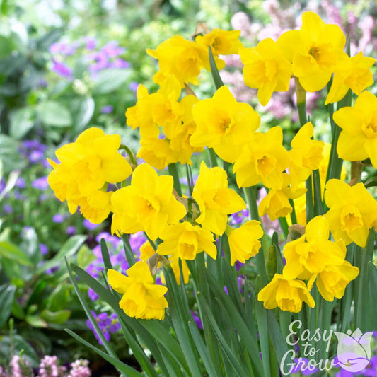 Narcissus - Daffodil Quail