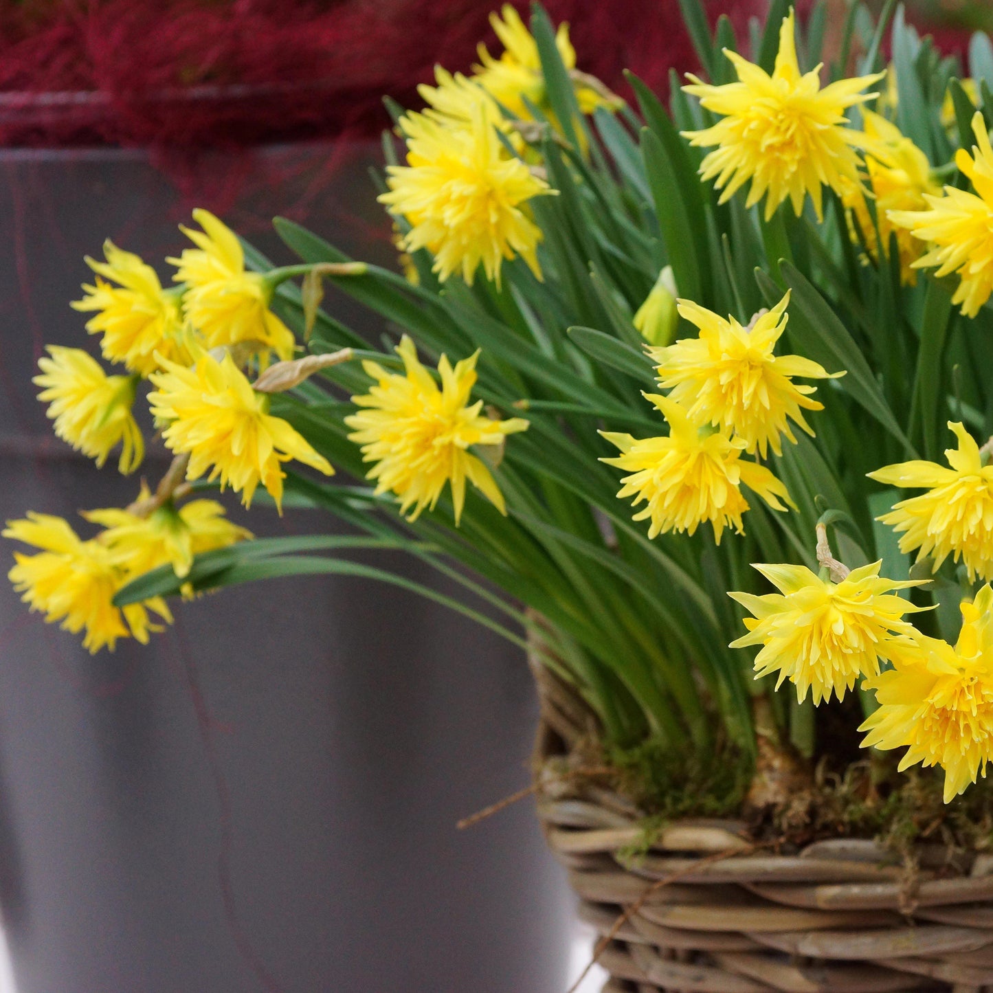 Rip Van Winkle Daffodil - PreOrder