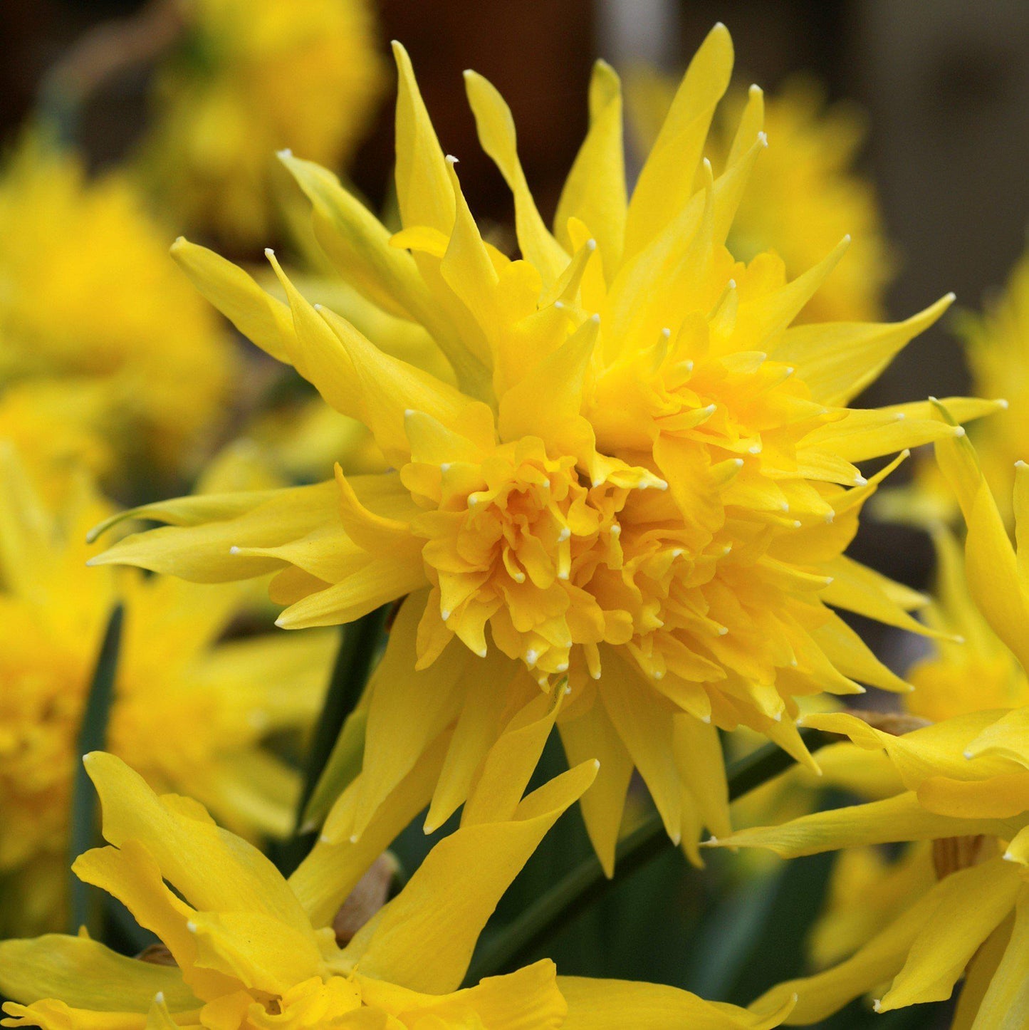 Rip Van Winkle Daffodil - PreOrder