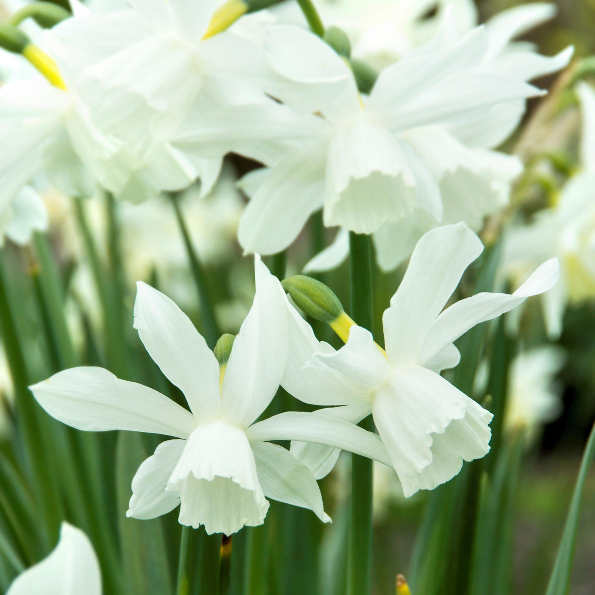 Narcissus - Daffodil Thalia