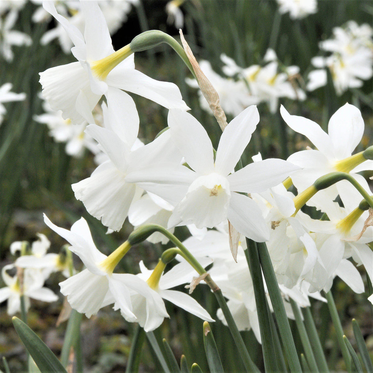 Narcissus - Daffodil Thalia