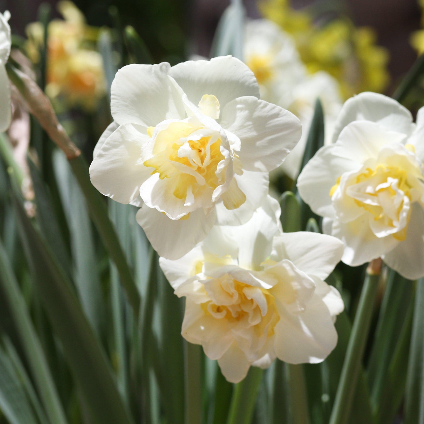 White Lion Daffodil - PreOrder