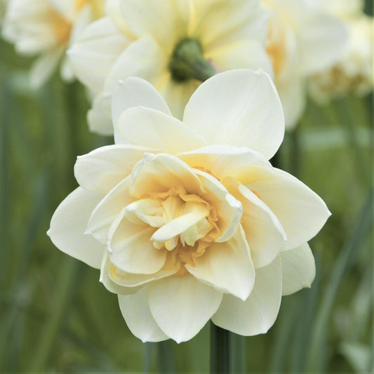 White Lion Daffodil