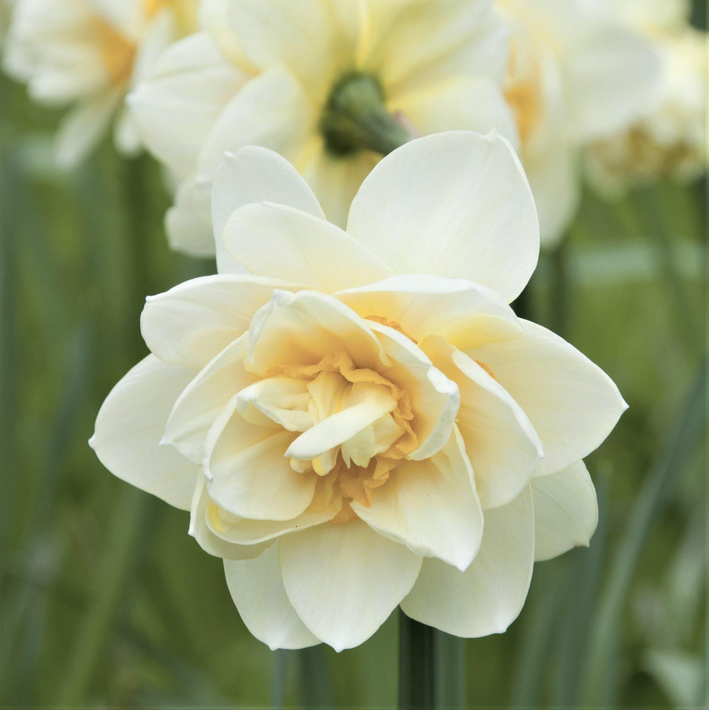 White Lion Daffodil - PreOrder