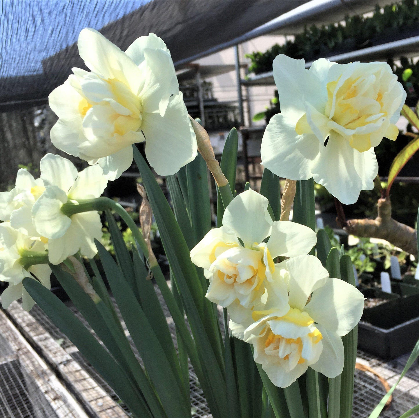 White Lion Daffodil - PreOrder