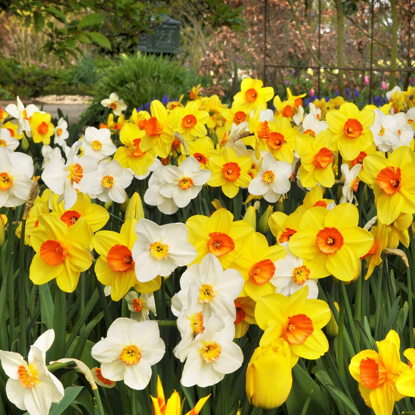 Narcissus - Daffodil Classic Trumpet Mix