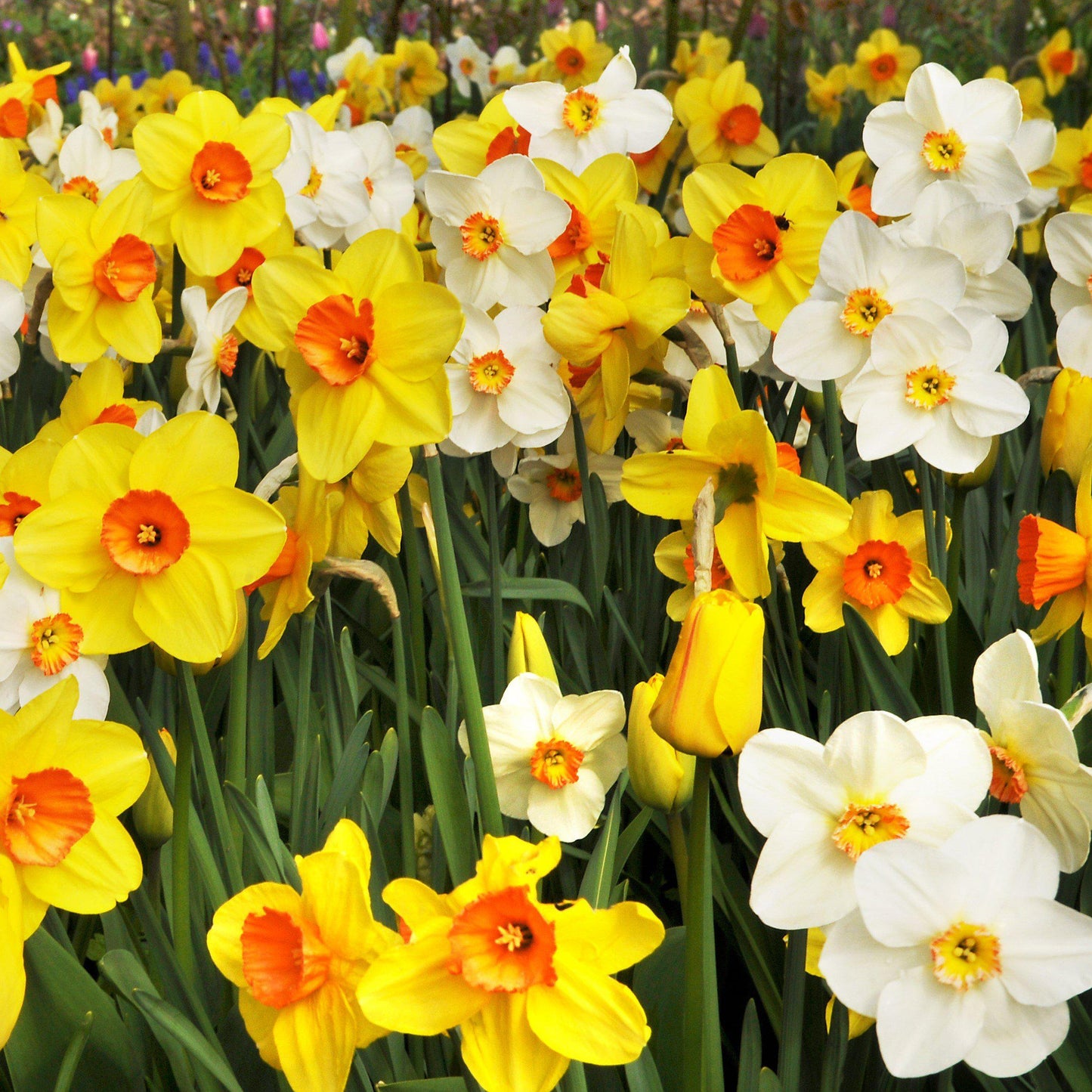 Narcissus - Daffodil Classic Trumpet Mix