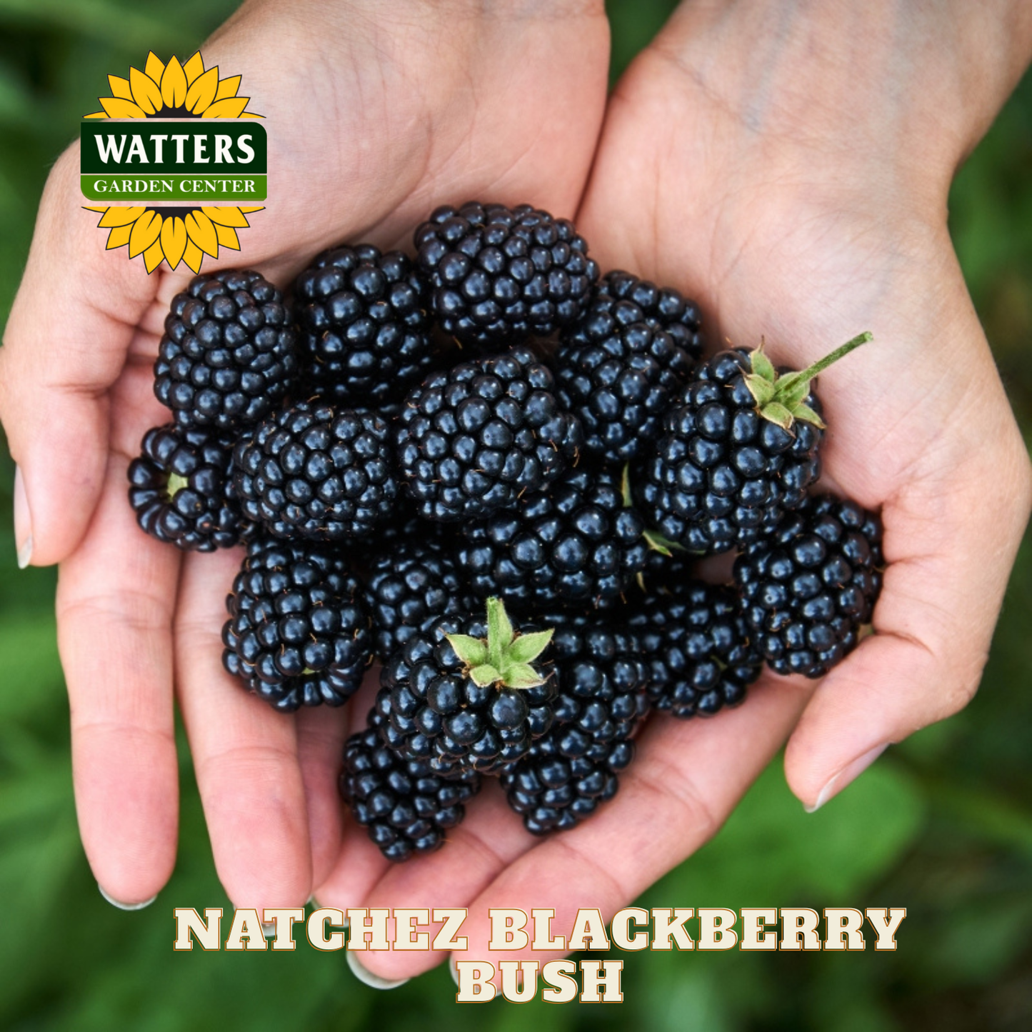 Natchez Blackberry - 1 gal 12"