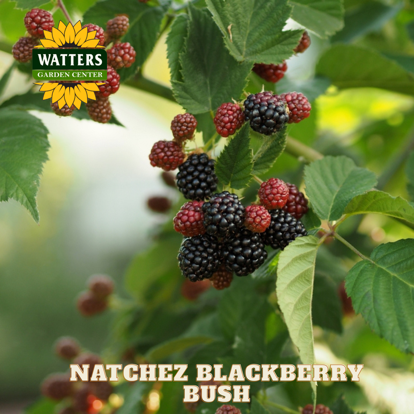 Natchez Blackberry - 1 gal 12"