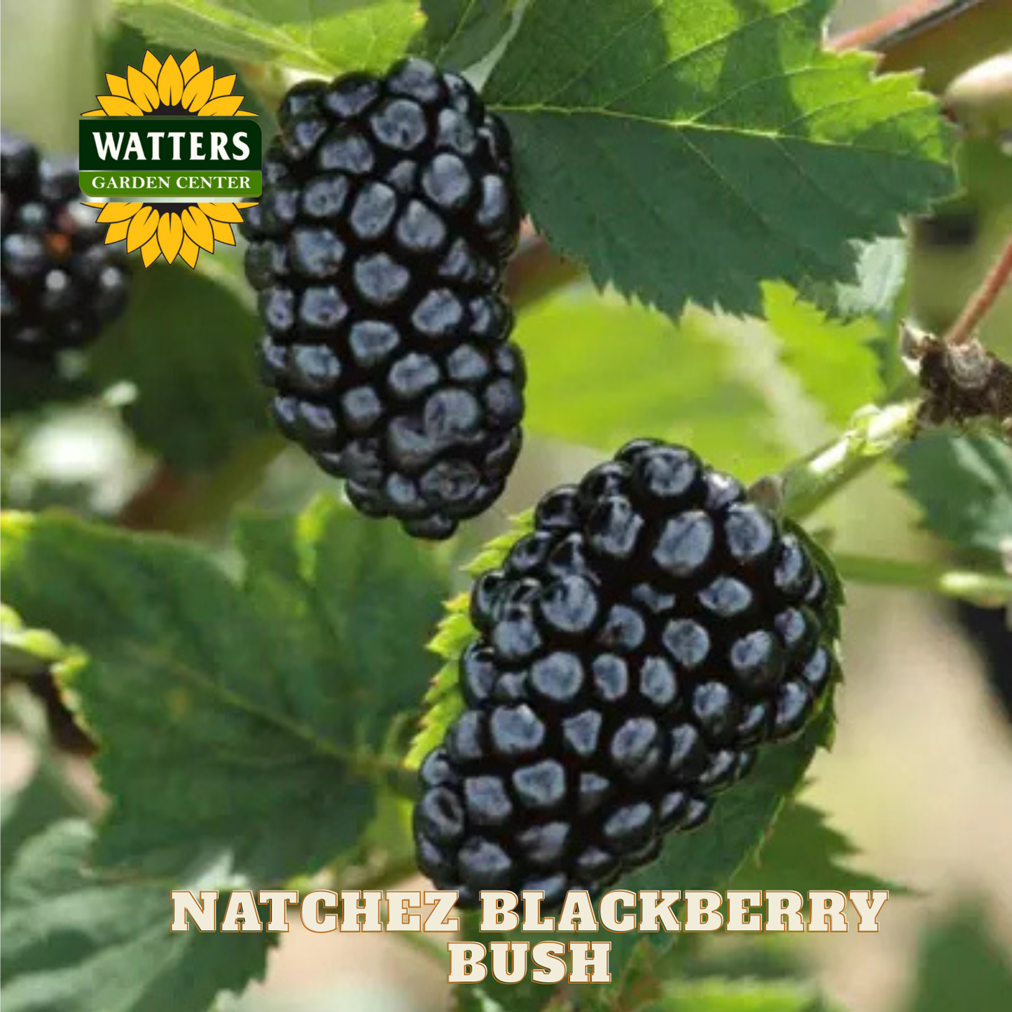 Natchez Blackberry - 1 gal 12"