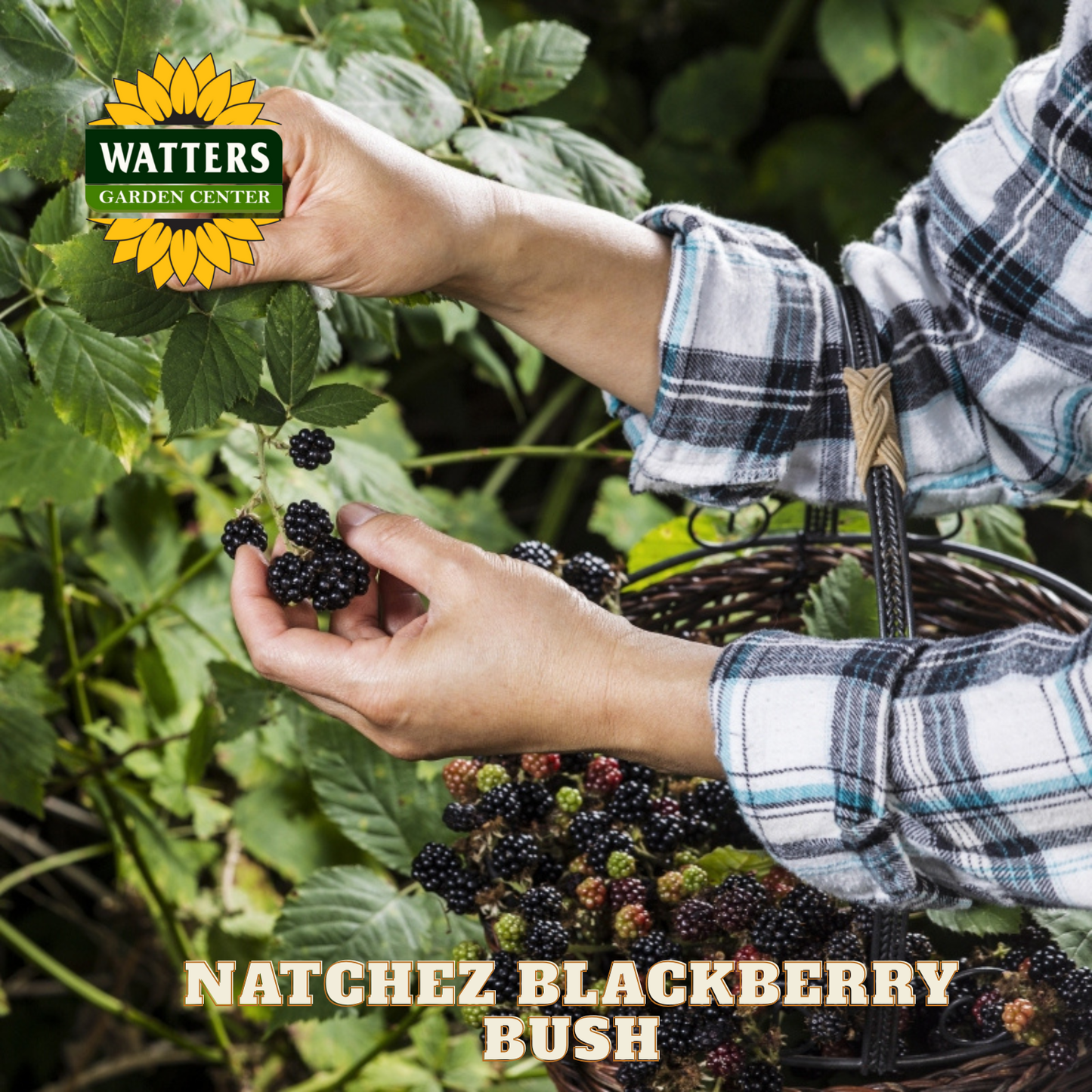 Natchez Blackberry - 1 gal 12"