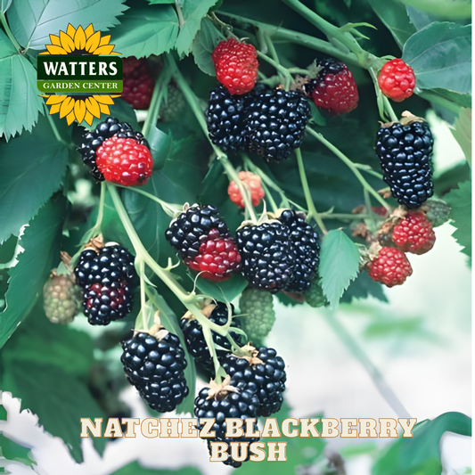 Natchez Blackberry - 1 gal 12"