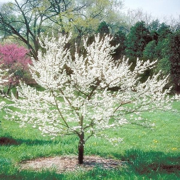 SATSUMA PLUM TREE 7gal