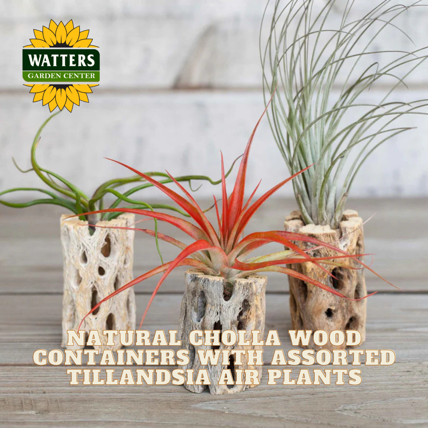 Three Tillandsia air plants in natural Cholla wood containers with Watters Garden Center logo.