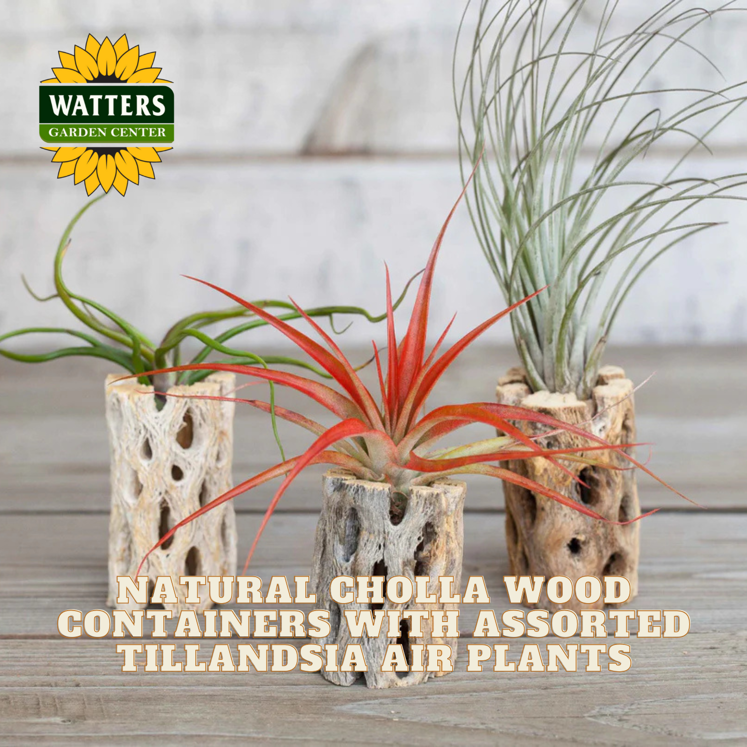 Three Tillandsia air plants in natural Cholla wood containers with Watters Garden Center logo.