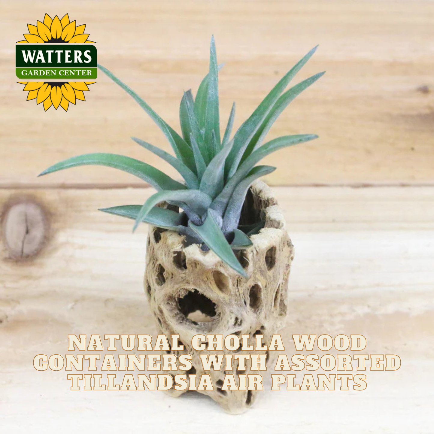 Tillandsia air plant in a natural cholla wood container with Watters Garden Center branding.