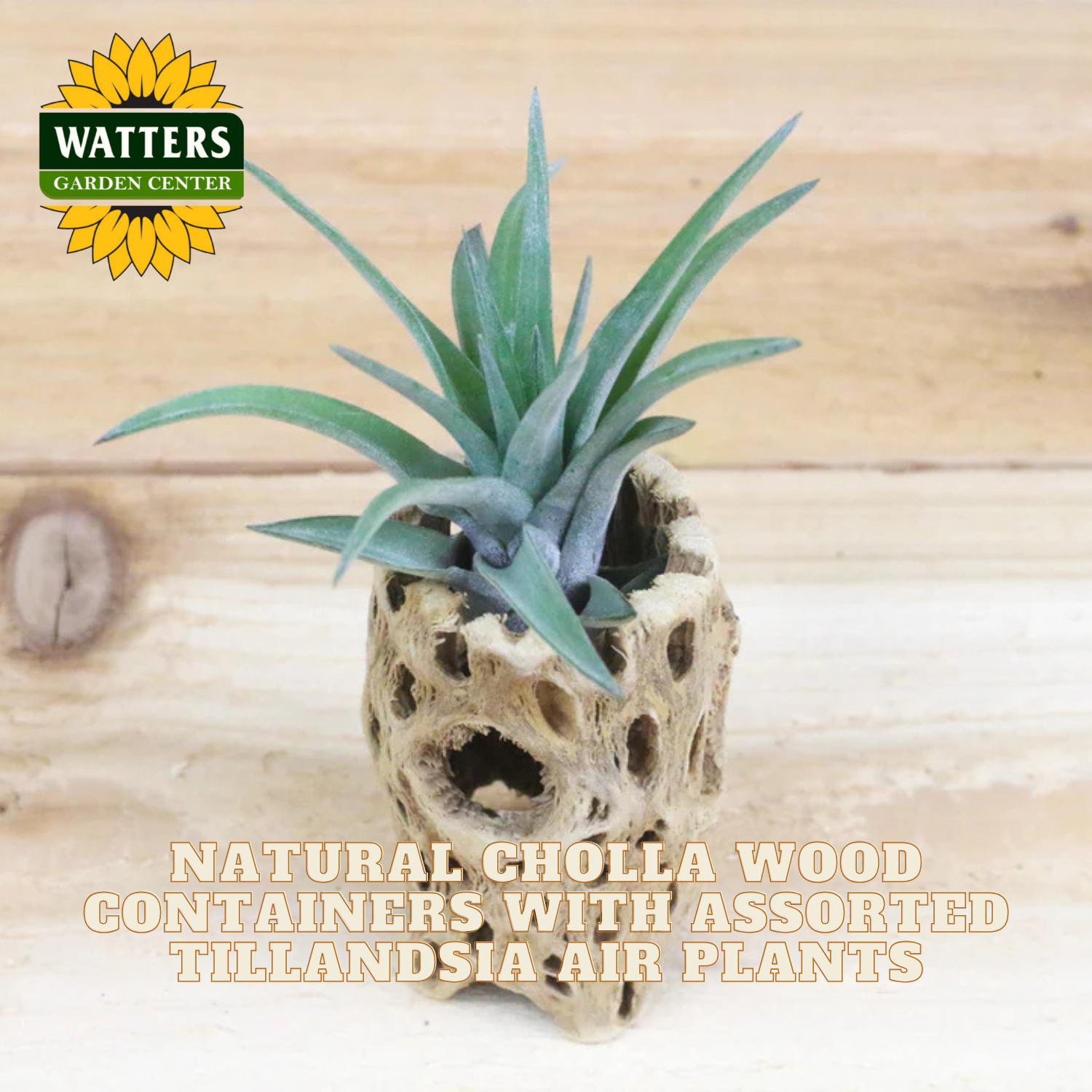 Tillandsia air plant in a natural cholla wood container with Watters Garden Center branding.