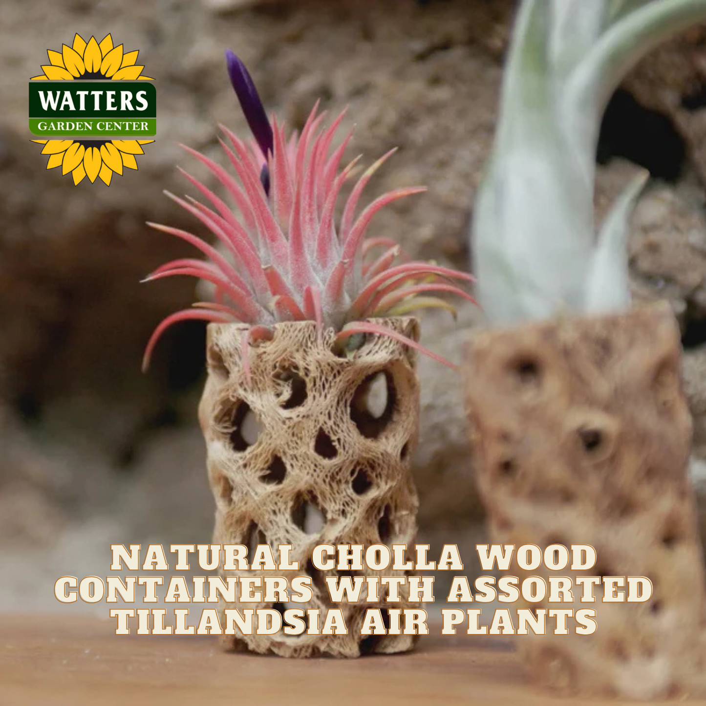 Assorted Tillandsia air plants in natural Cholla wood containers with Watters Garden Center logo.