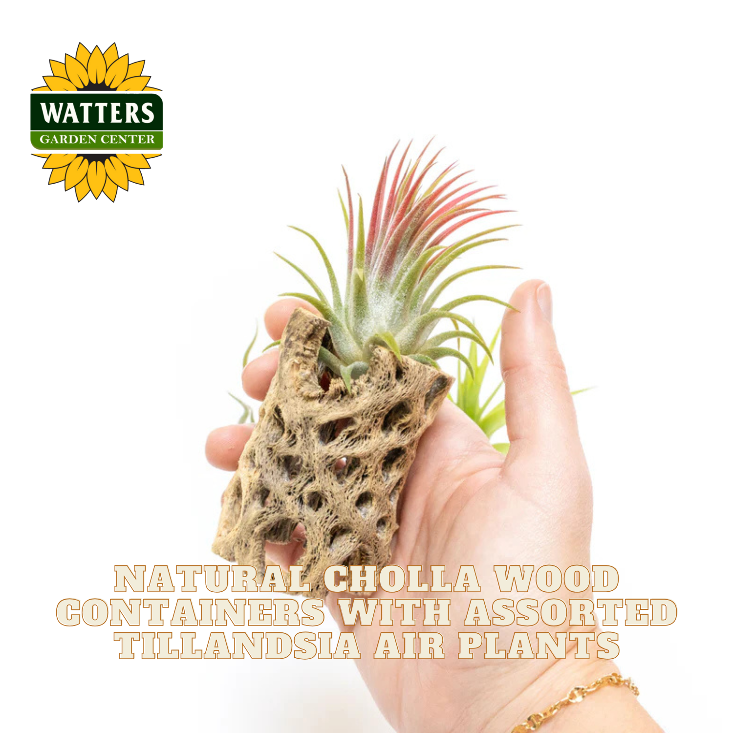 Hand holding a Tillandsia air plant in a natural Cholla wood container with Watters Garden Center logo.