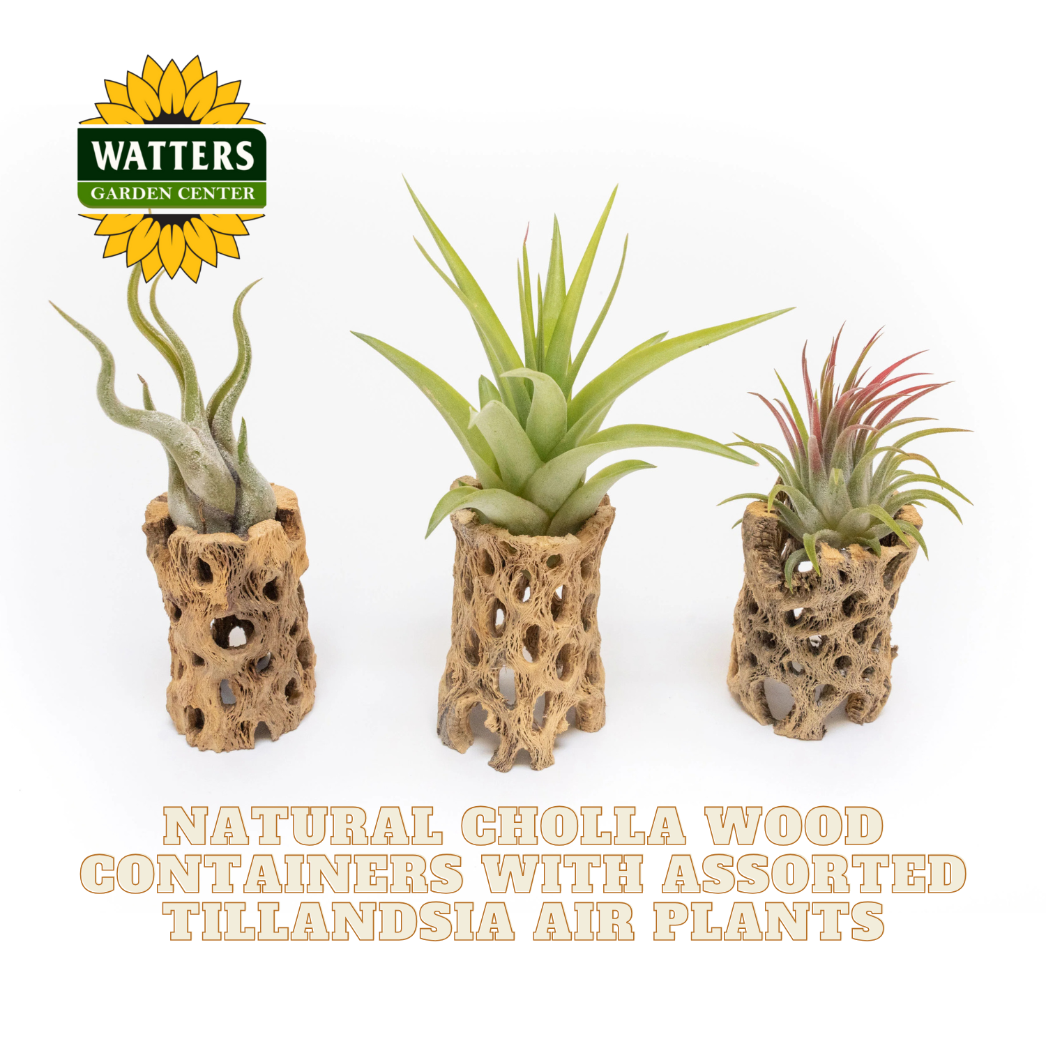 Three Tillandsia air plants in natural Cholla wood containers with Watters Garden Center logo.