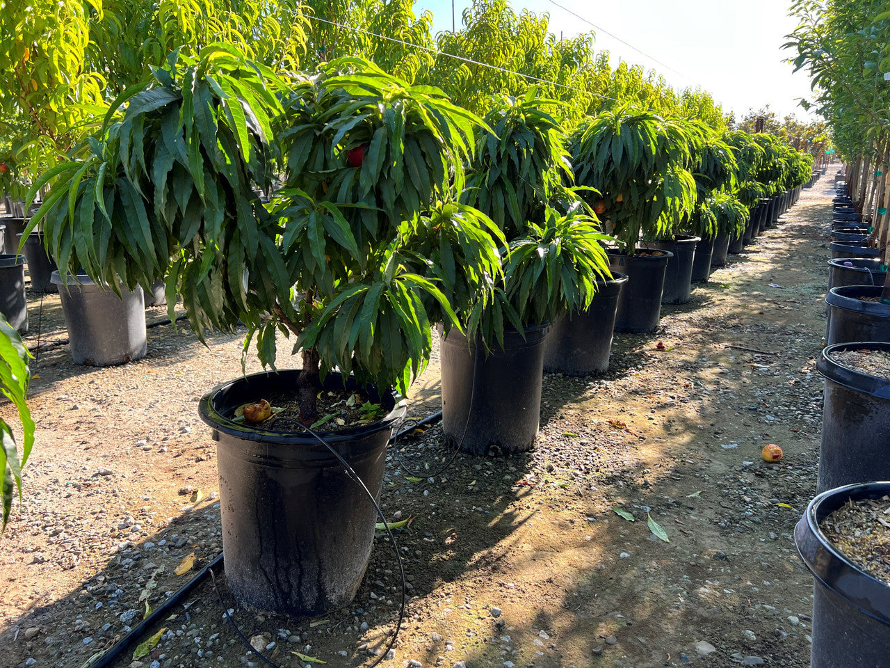 NECTA ZEE NECTARINE DWARF TREE 7gal