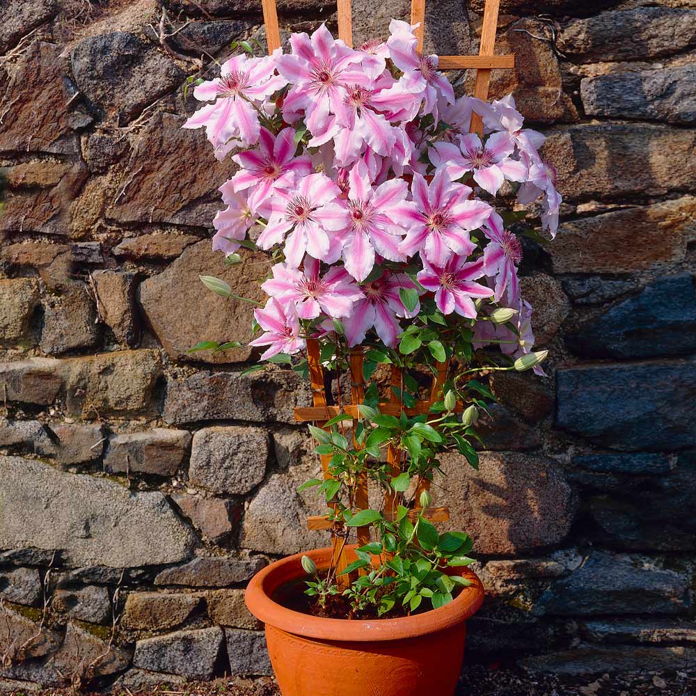 BOULEVARD CHEROKEE CLEMATIS 2gal