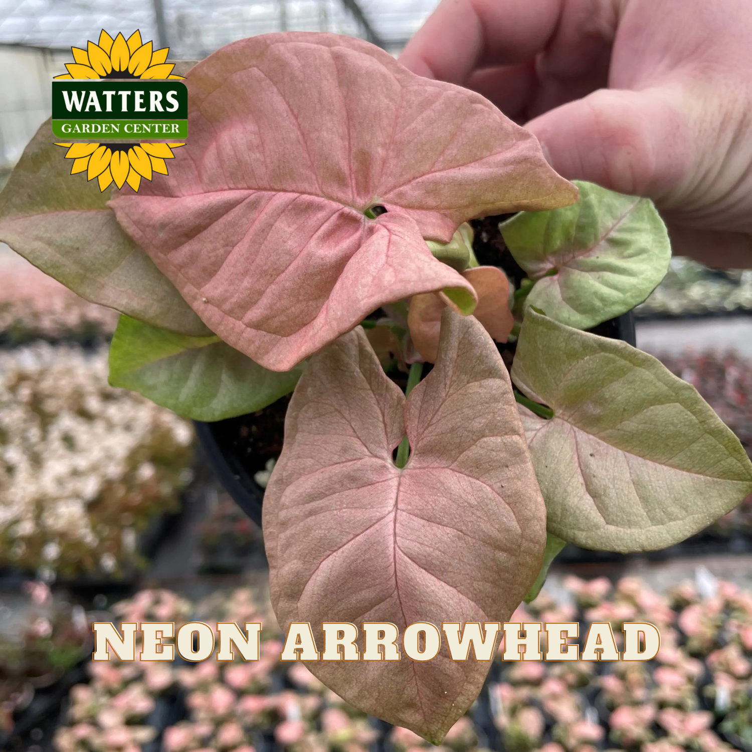 Neon Arrowhead plant held by a hand with Watters Garden Center logo.