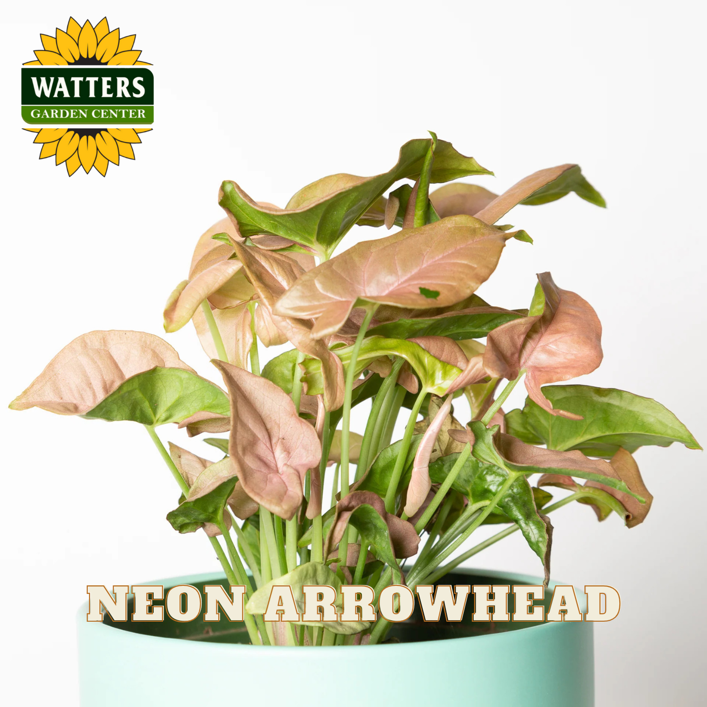Neon Arrowhead plant in a pot with Watters Garden Center logo above it.