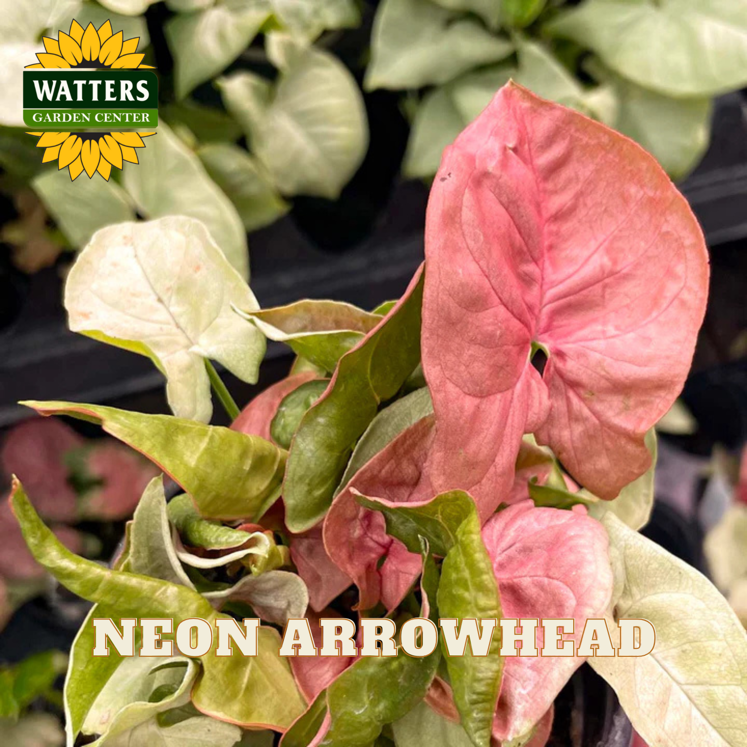 Neon Arrowhead plant with pink and green leaves, Watters Garden Center logo visible.