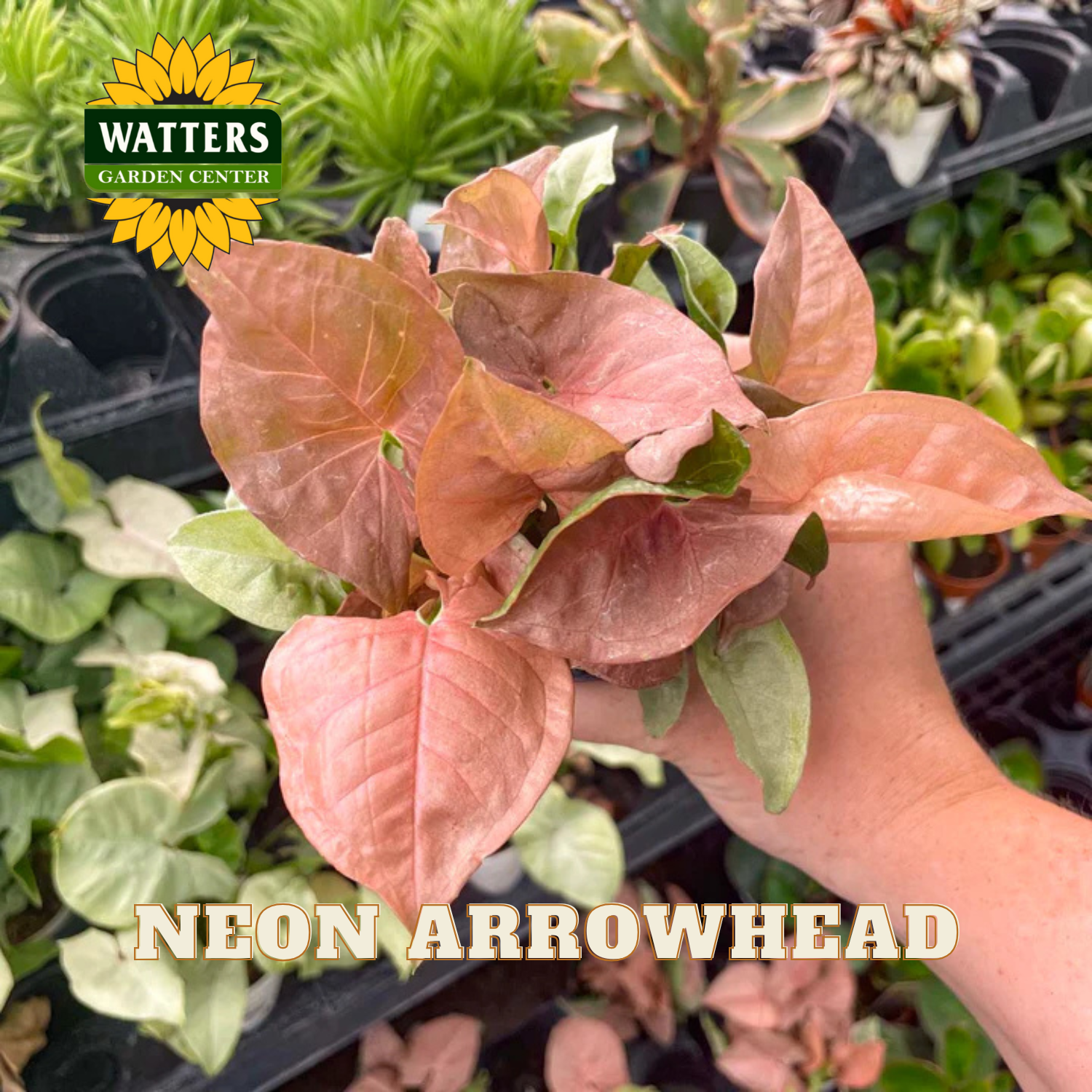 Neon Arrowhead plant held by a hand with Watters Garden Center branding.