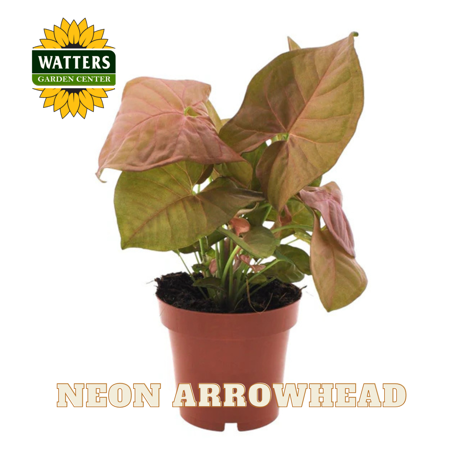 Potted plant labeled 'Neon Arrowhead' with Watters Garden Center logo.